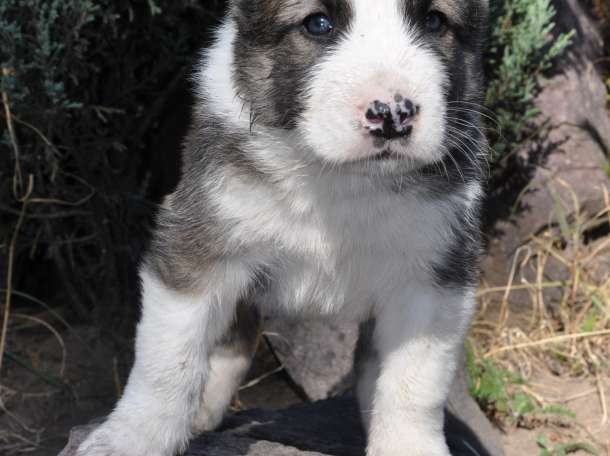 Щенки САО Алабаи (тобет) от чемпионов мира, фотография 7