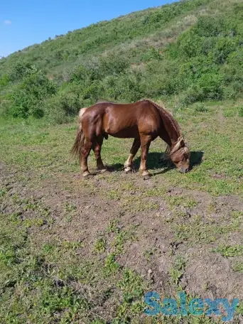 Продаётся конь., фотография 1