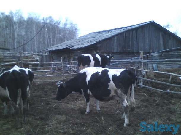 Молочные коровы, фотография 1