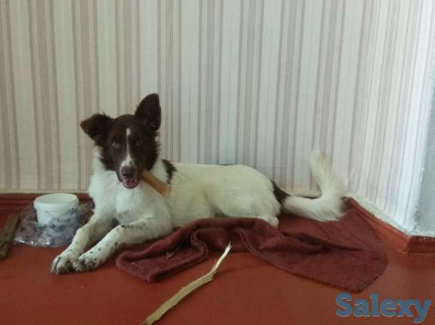 Отдам в хорошие руки!, фотография 1