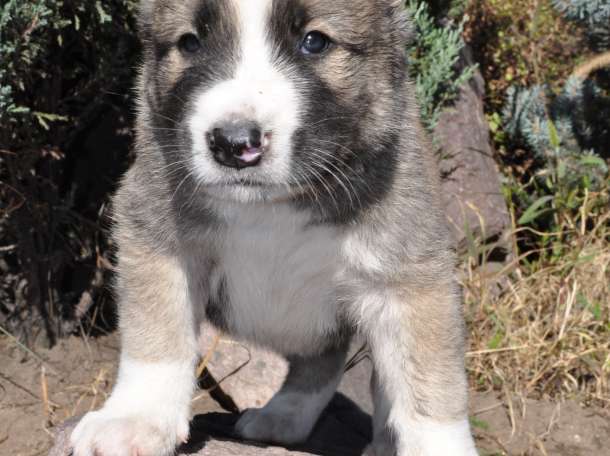 Щенки САО Алабаи (тобет) от чемпионов мира, фотография 2