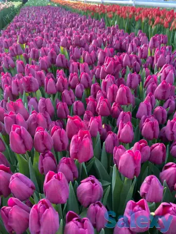 Тюльпаны оптом, фотография 6
