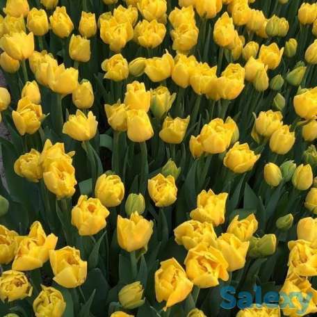 Тюльпаны оптом к 8 марта, фотография 17