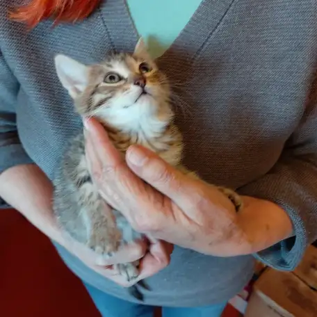 Котята Бармалейки 2 мес., фотография 5