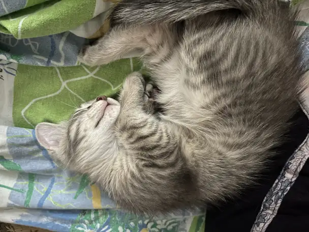 Котенок 2 месяца в добрые руки, фотография 6