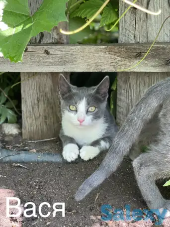 Отдам котят в добрые руки, фотография 4