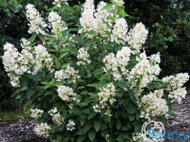 Гортензия юник, фотография 1