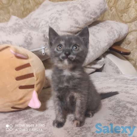 Отдам кошечку в заботливые руки, фотография 3