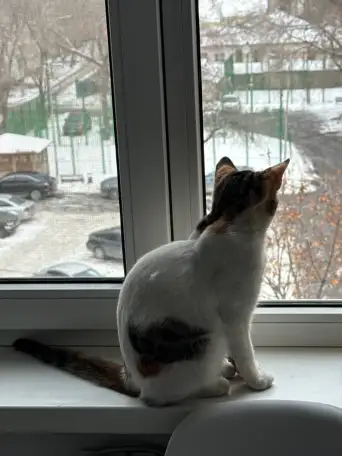 Кошечка в добрые руки, фотография 1