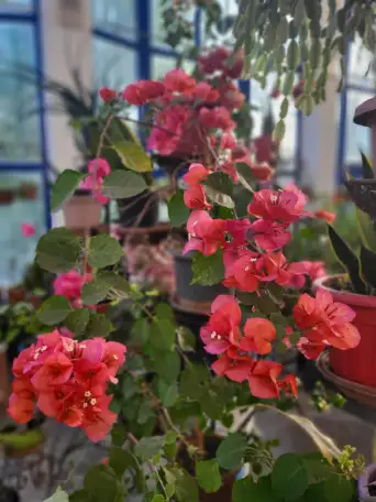 Продам роскошные Бугенвилии, фотография 7