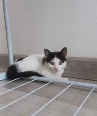 Отдам котят, фотография 5