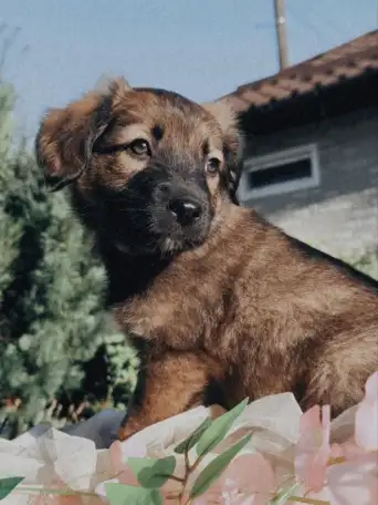 Щенки метисы от кинолога, фотография 3