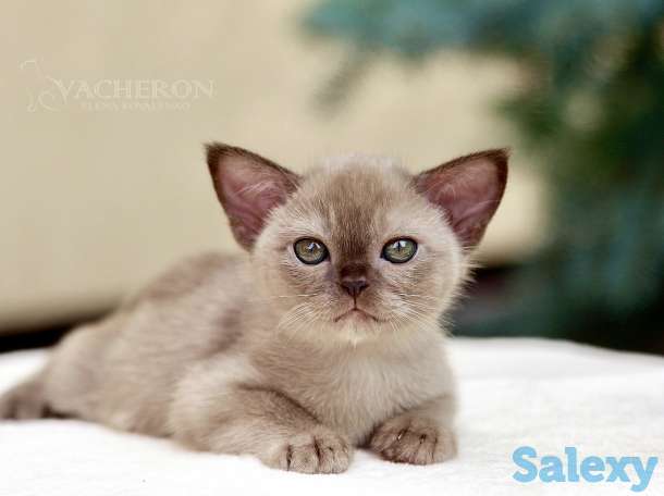 Элитные котята, фотография 1