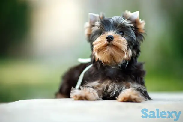 Предлагаю к продаже щенков йоркширского терьера, фотография 7