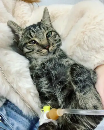 Отдам кошку Дымку Астана, фотография 1