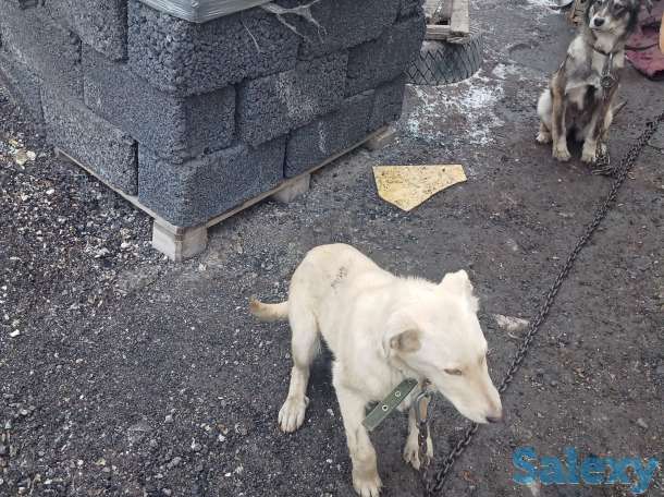 Отдам в хорошие руки, фотография 1