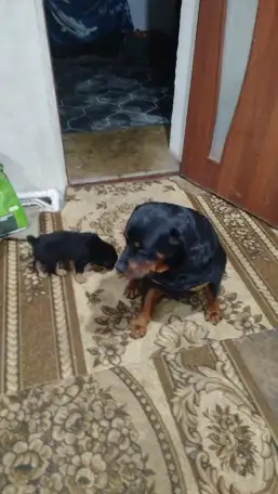 Продам, фотография 2