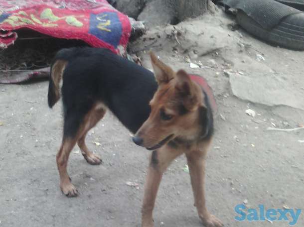 Отдам собаку в хорошие руки!, фотография 1