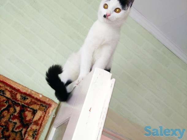 Подарю котят в хорошие ручки), фотография 3