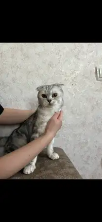 Котята породистые, фотография 6