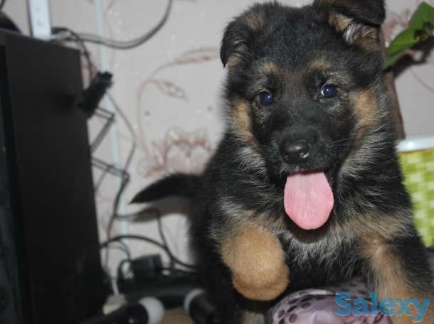 Щенки немецкой овчарки, фотография 1