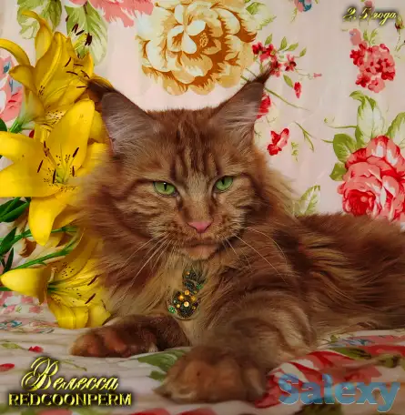 Мейн Кун красный солид. Шоу класс. Питомник, фотография 11