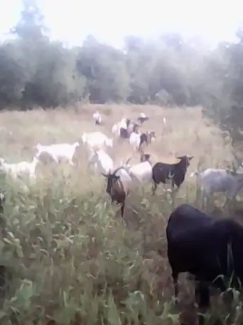 Продам стадо коз 82 головы, фотография 5