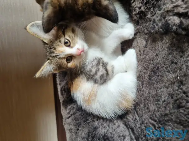 Отдам в добрые руки котят, фотография 2