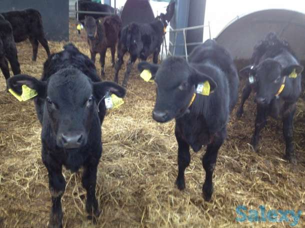 Племенные телки и быки Абердин -Ангус, фотография 1