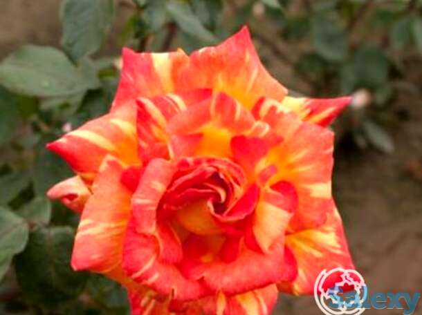 Роза карибия чайно-гибридная, тантау, фотография 1