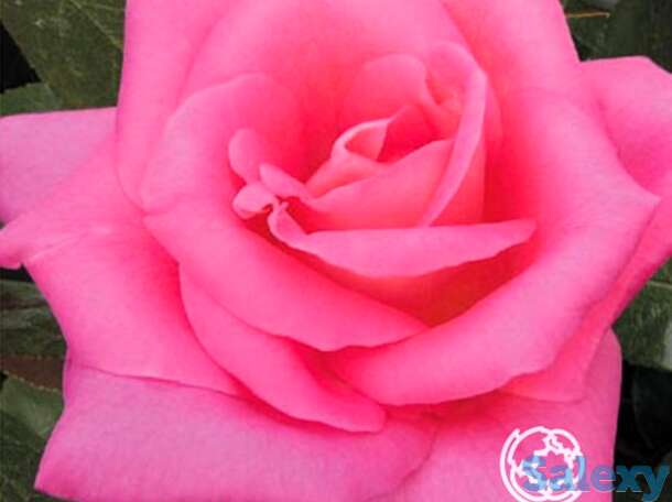 Роза Паваротти чайно-гибридная, фотография 1