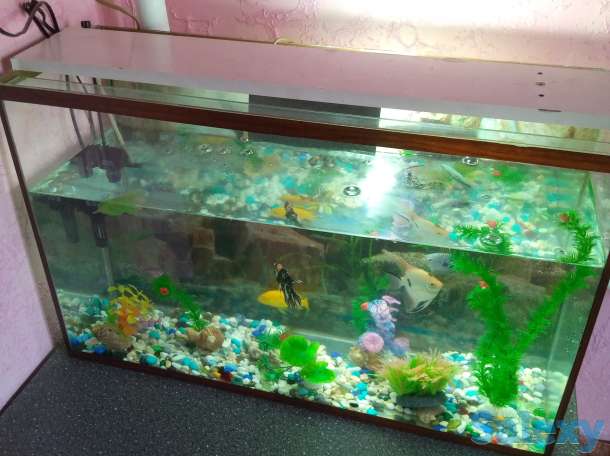 Аквариум с рыбками, фотография 3
