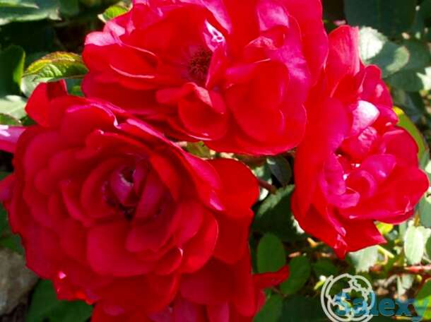 Роза хансалэнд, кордес, фотография 1