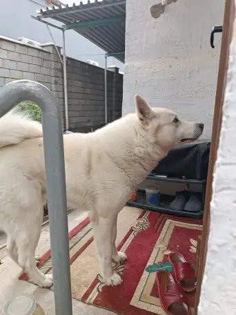 Породистая Лайка, 3 года, фотография 5