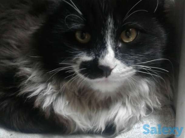 Срочно отдаю даром котят!, фотография 1