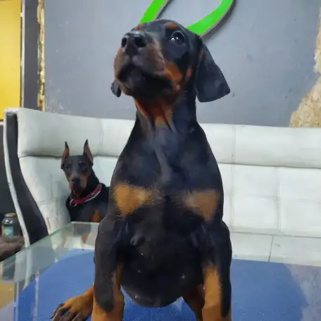 Щенки Добермана, фотография 4