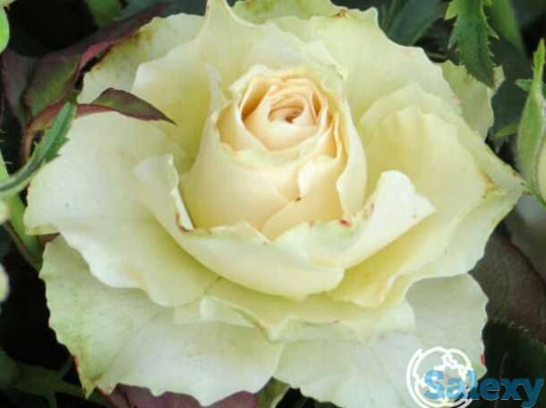 Роза грин пис чайно-гибридная, топалович, фотография 1
