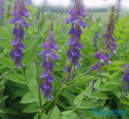 Семена Козлятника РСТ Россия, фотография 1