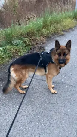 Вязка немецкая овчарка кобель бесплатно, фотография 2