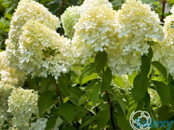 Гортензия лаймлайт, фотография 1