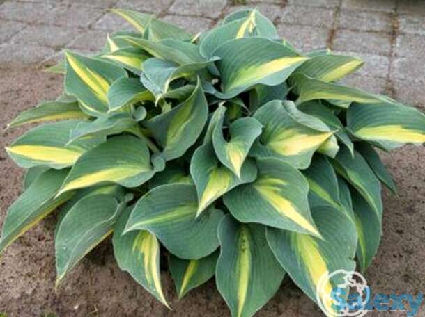 Хоста катерина (ml), фотография 1