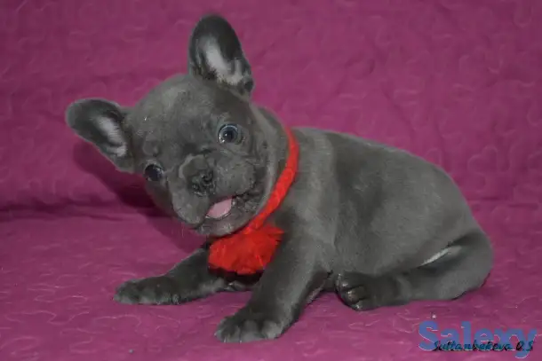 Голубого окраса французы с доставкой по кз, фотография 5