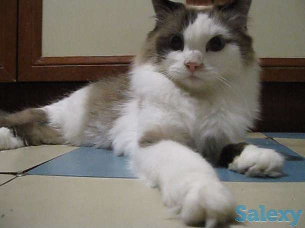Кличка кота Маркиз порода Рэгдолл, фотография 4