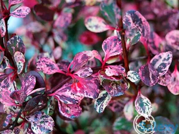 Барбарис фламинго, фотография 1