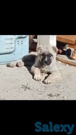 Алабай тобет кушык сатылады линия бар, фотография 1