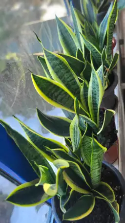 Продам Сансевиерию, фотография 4