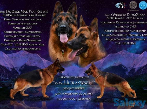 Щенки от Титулованных родителей, фотография 1