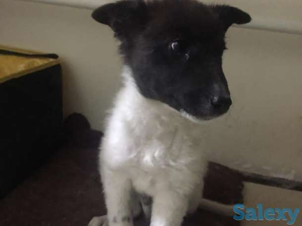 Отдам щенка в хорошие руки!, фотография 1