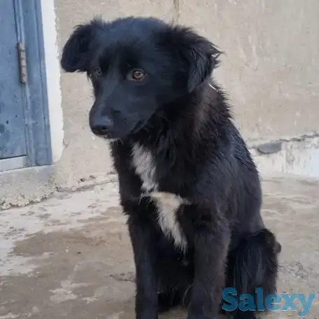 Дашка ищет дом. Доставлю!, фотография 2