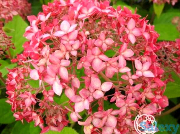 Гортензия пинк пинкушен, фотография 1